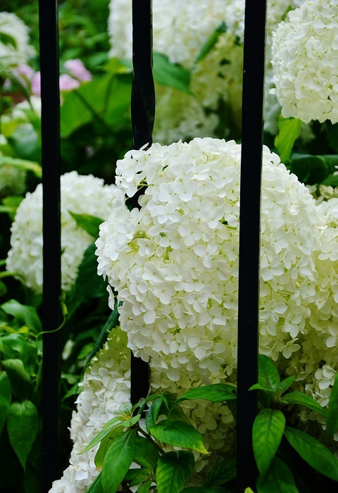 hydrangeas, white hydrangeas, garden