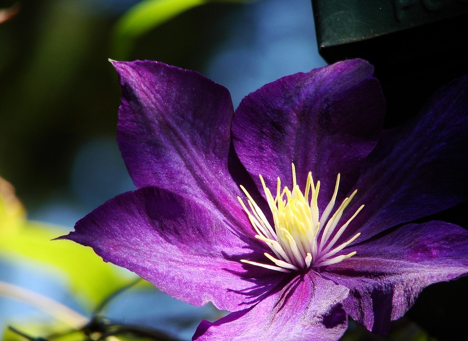 flower, clematis, plant