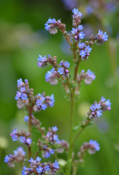 small flowers, purple, blue