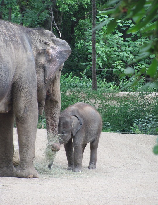 baby elephant, mother elephant, zoo