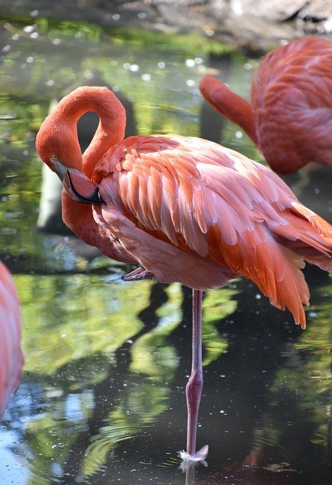 bird, pink flamingo, nature