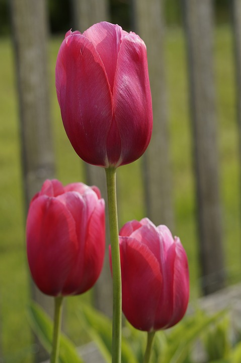 tulip, red, garden