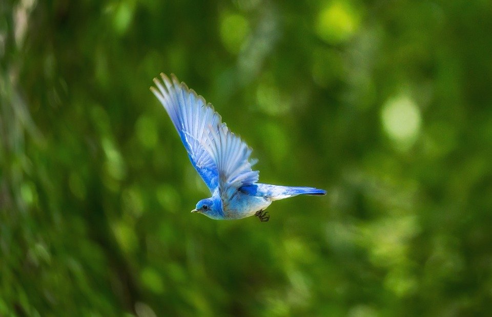 blue, bird, animal