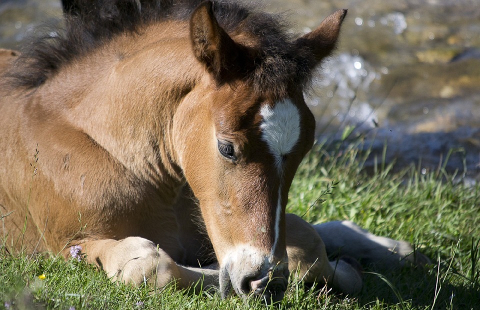 horse, foal, resting