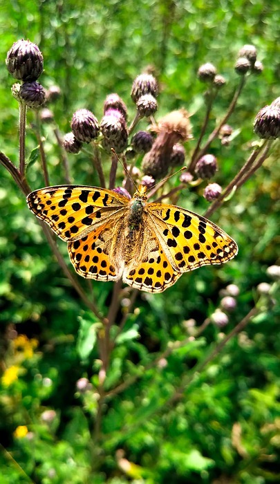 butterfly, silver-bordered fritillary, insect