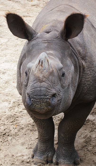 rhinoceros, rhino, animal