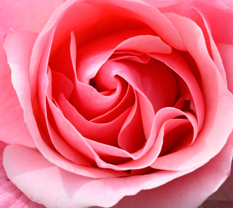 rose, pink, petals