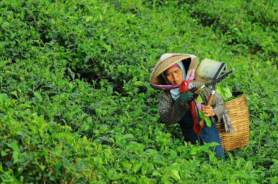 woman, harvesting, tea