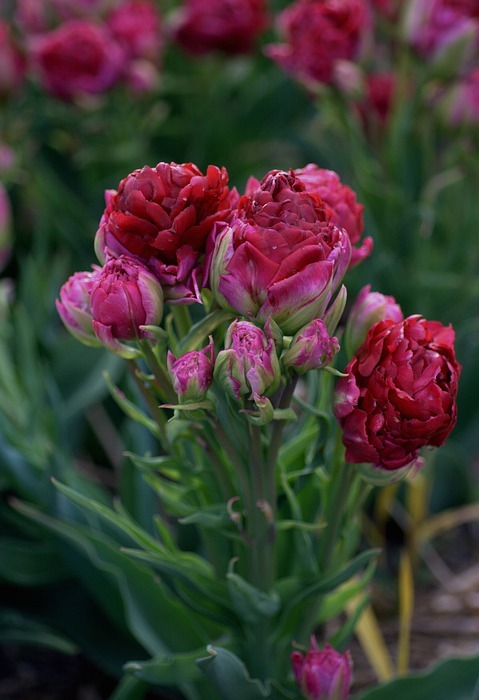 tulip, red, group