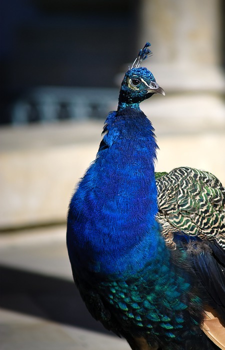 peacock, colorful peacock, bird