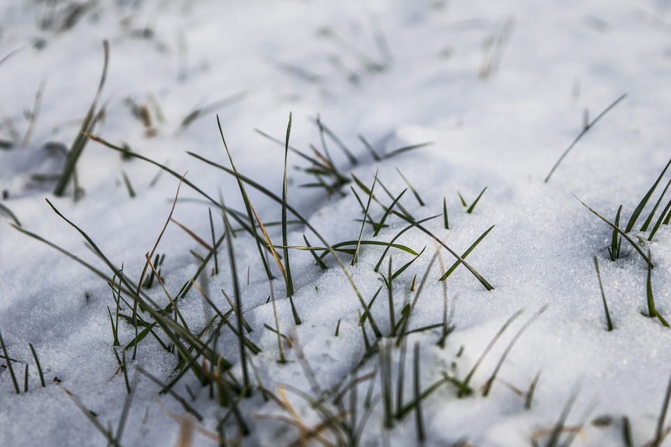 snow, snowy, grass