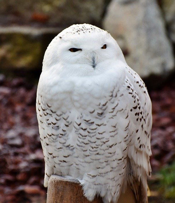 snowy owl, owl, plumage