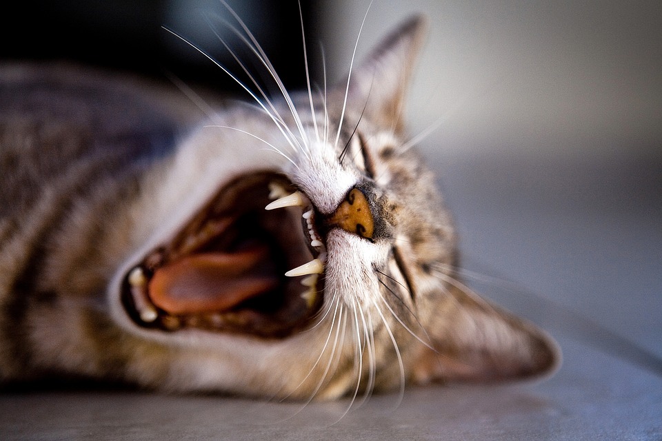 kitten, yawn, teeth