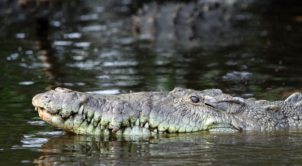 pointed crocodile, crocodile, crocodylus acutus