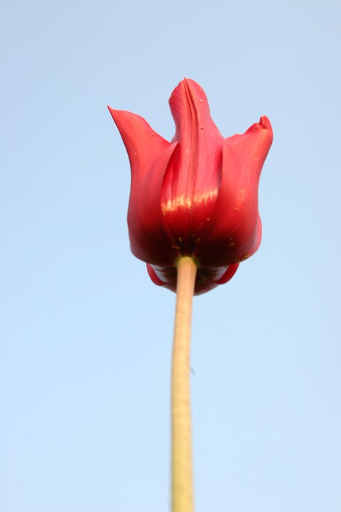 tulip, macro, power