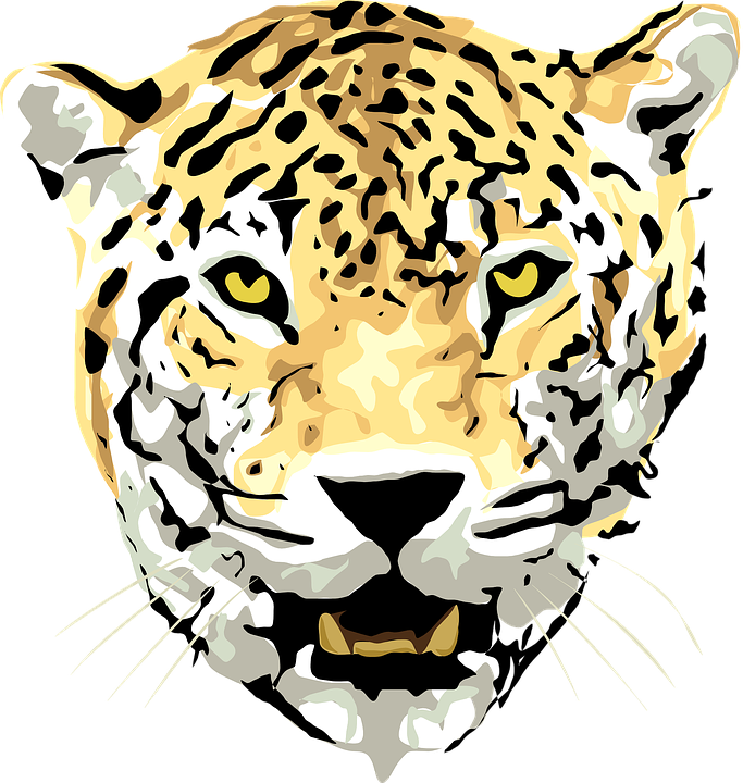 jaguar, leopard, animal