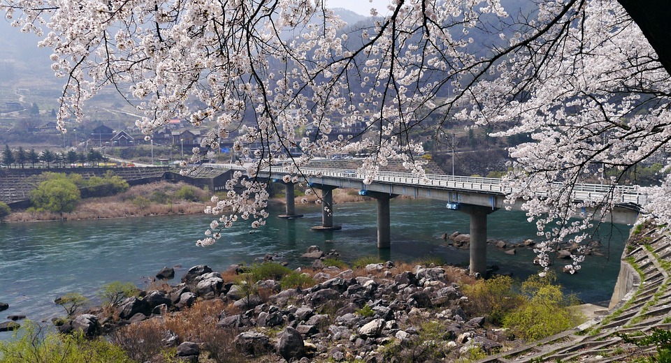 cherry blossom, chungju lake, in the spring i'm back