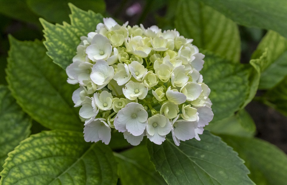 hydrangea, white, flower