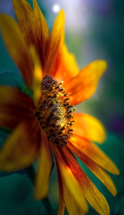 sunflower, plant, oil