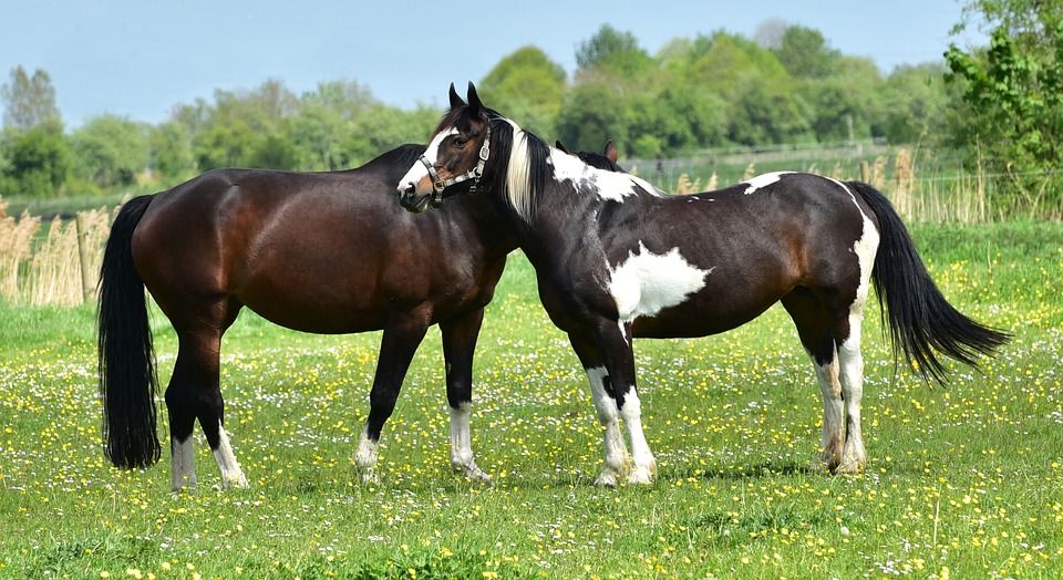 horse, pasture, coupling