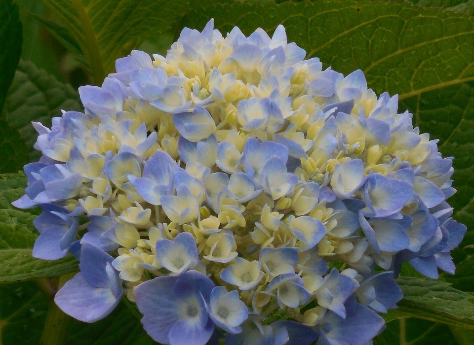 hydrangea, blue, white