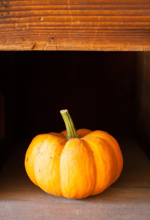 halloween, pumpkin, autumn