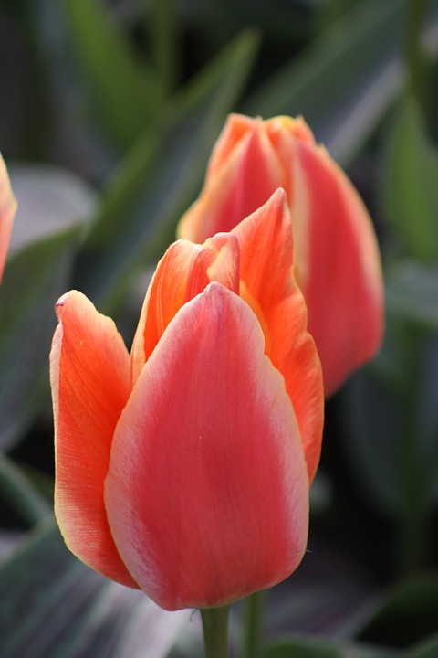 tulips, orange, spring