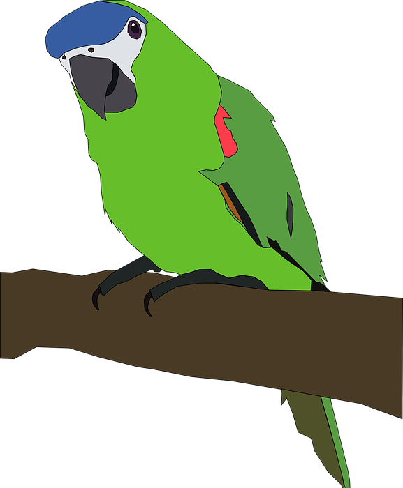 parrot, tropical bird, bird
