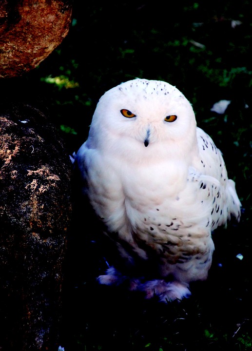 snowy owl, bird, white