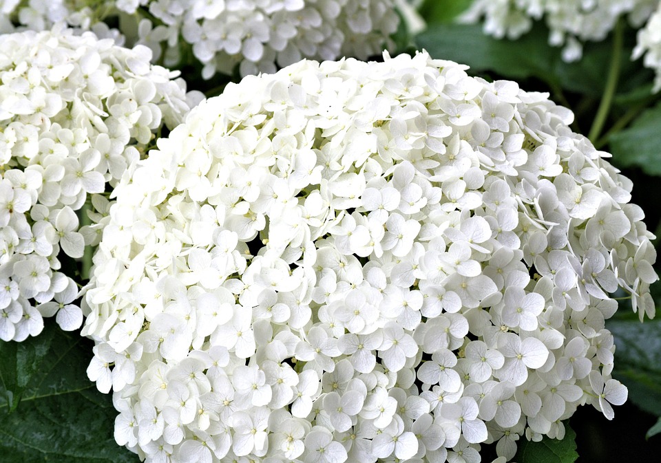 hydrangea, white flower, summer garden