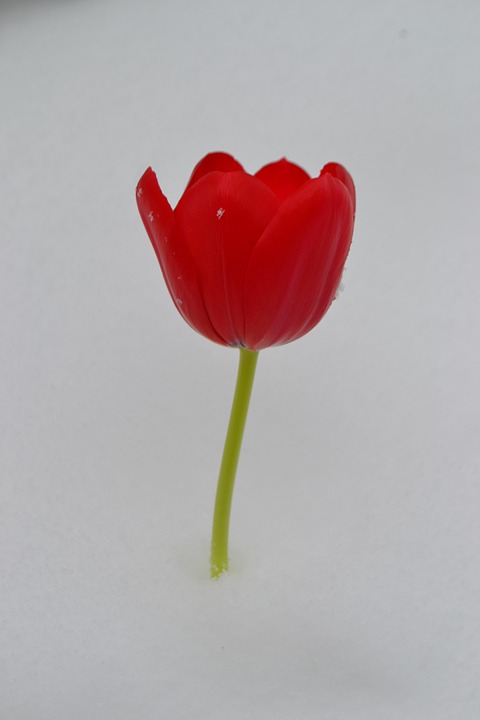 tulip, flower, winter