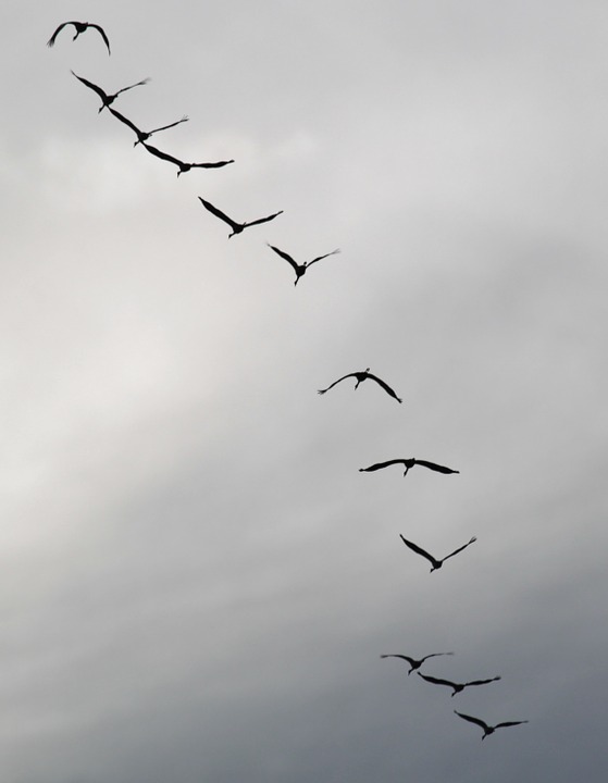 cranes, flock of birds, migratory birds