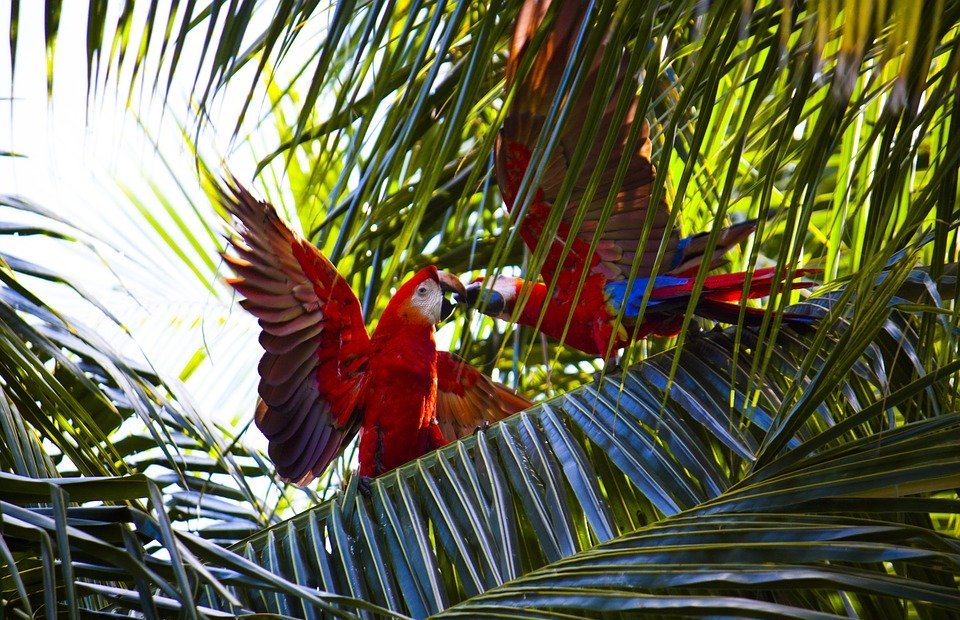 parrots, exotic, birds