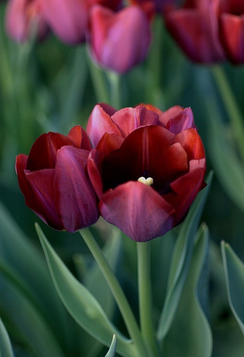 tulip, red, scarlet