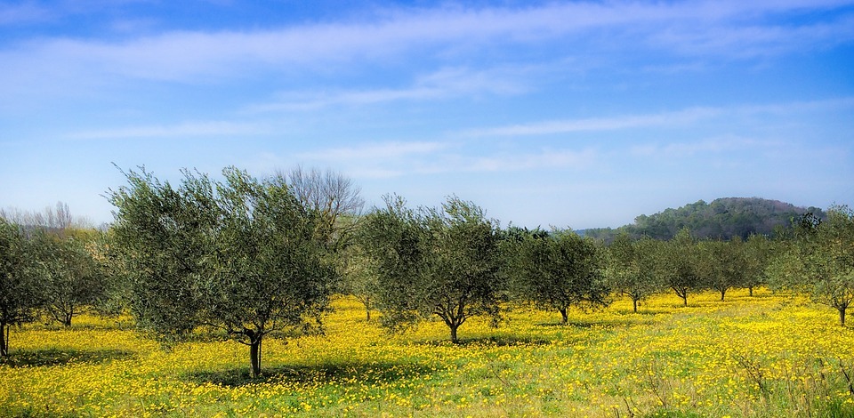 country, spring, olive trees