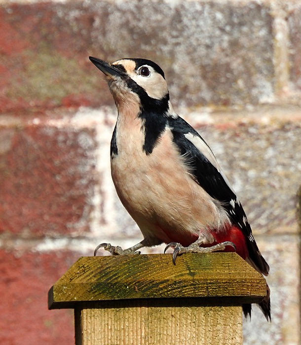 great spotted woodpecker, garden, colorful