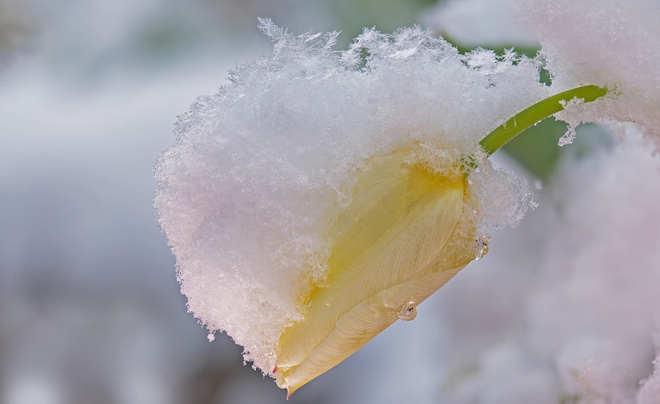 snow, snowy, flower
