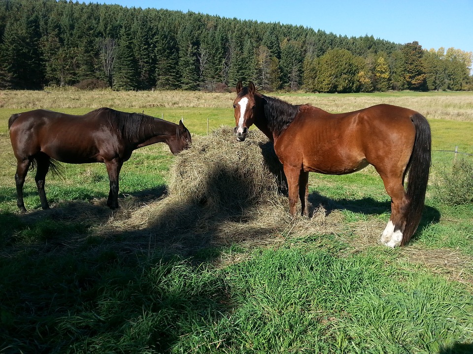 horse, field, farm