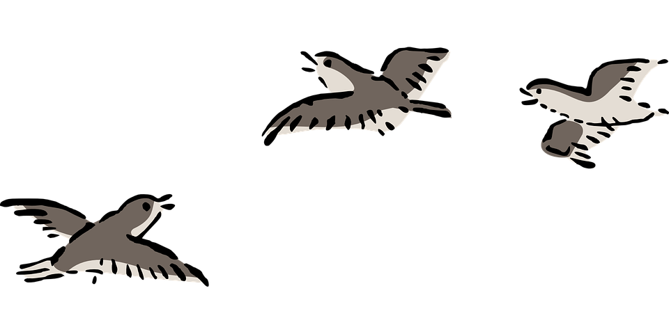 bird, plover, flying