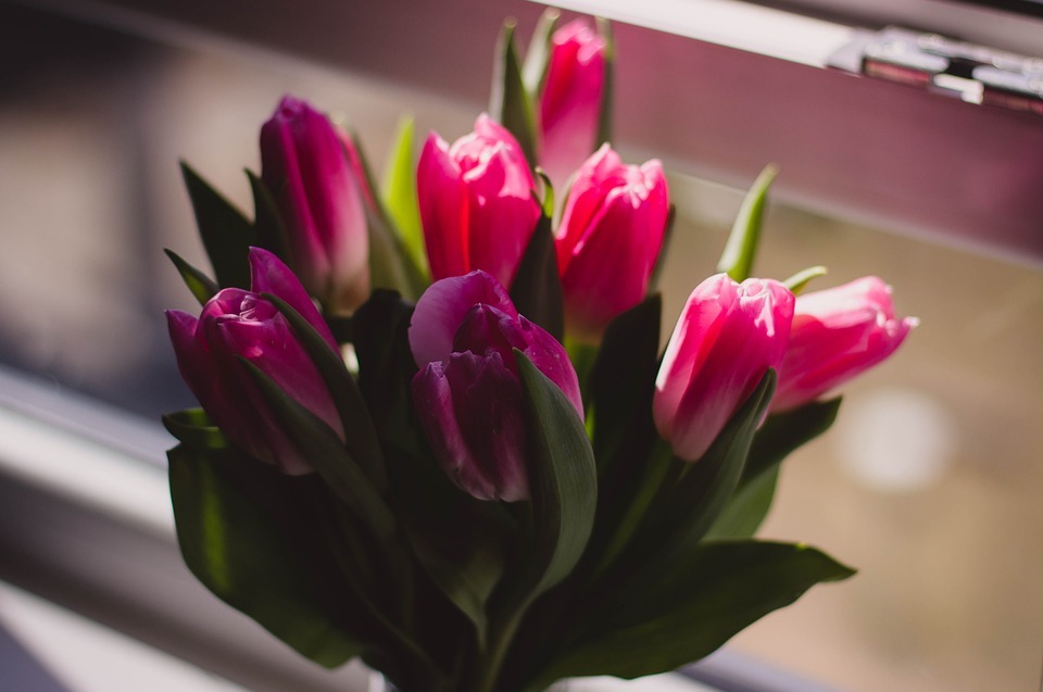 tulip, pink, petal
