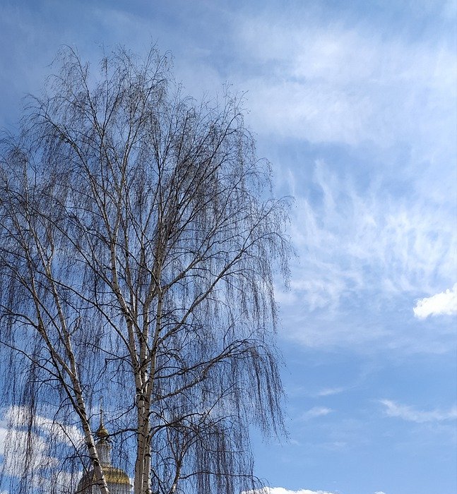 spring, tree, sky
