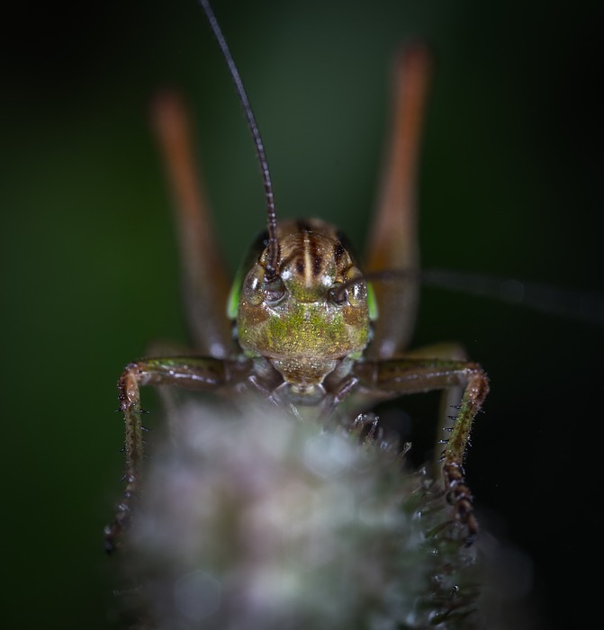 insect, bespozvonochnoe, living nature