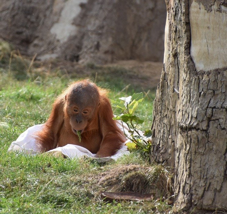orangutan, baby, monkey