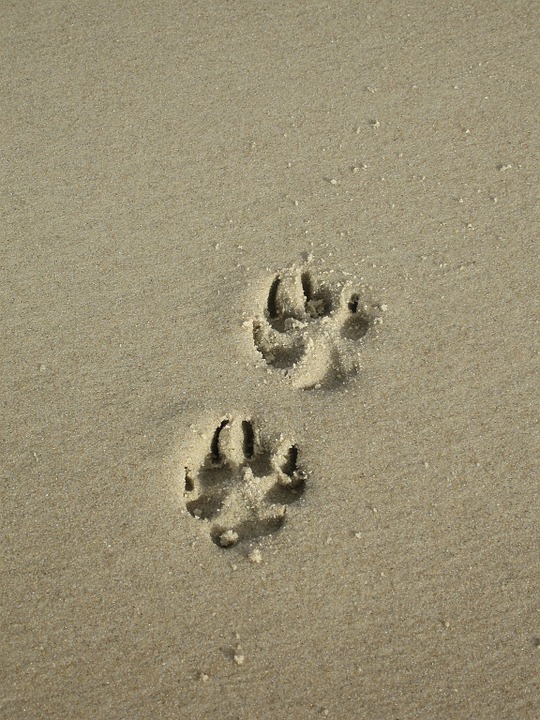 Download Pawprints, Paw Prints, Nature. Royalty-Free Stock Illustration  Image - Pixabay