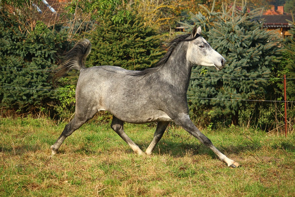 horse, mold, thoroughbred arabian
