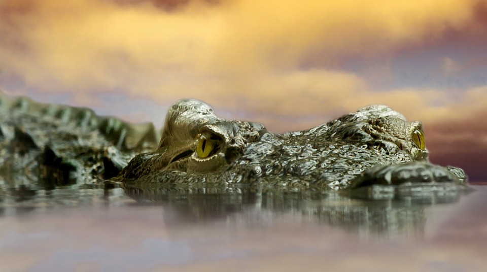 crocodile, animal, nature
