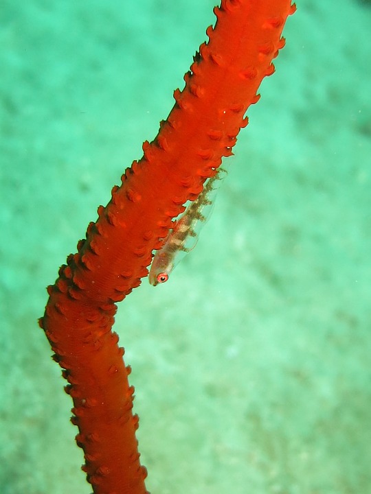 clingfish, whip coral, coral