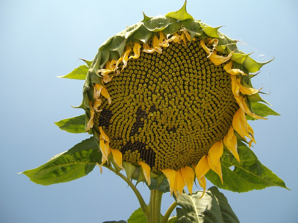sunflower, seeds, plant