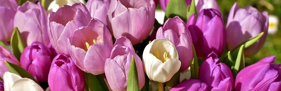 tulips, purple, spring