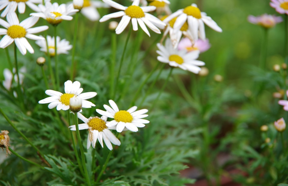 small white flowers, xianfeng grass, garden corner